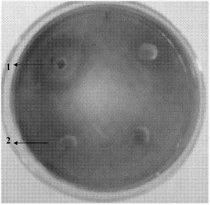 Method for assisting in detecting and identifying histamine-producing enterobacteria