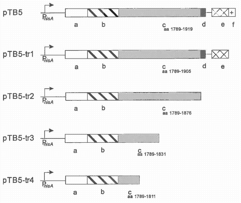 Bacterial surface display and screening of thioether-bridge-containing peptides