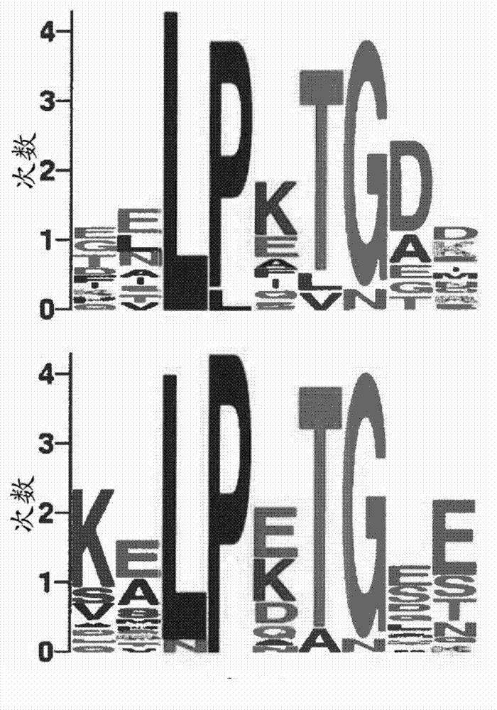 Bacterial surface display and screening of thioether-bridge-containing peptides