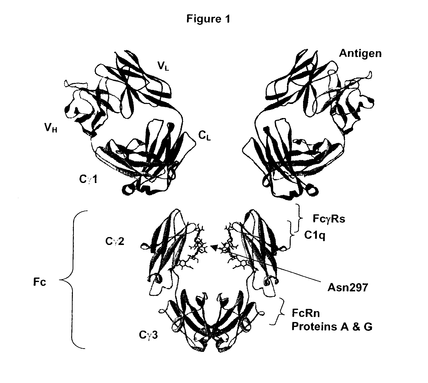 Fc Variants Having Increased Affinity for FcyRl