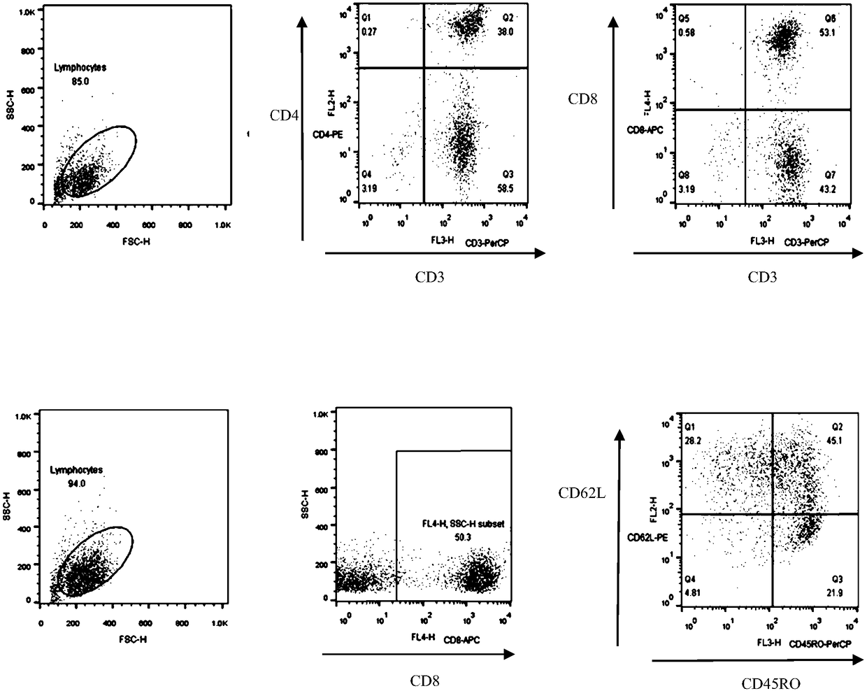 Human T lymphocytes carrying CD20/CD19 bispecific chimeric antigen receptor as well as preparation method and application of human T lymphocytes