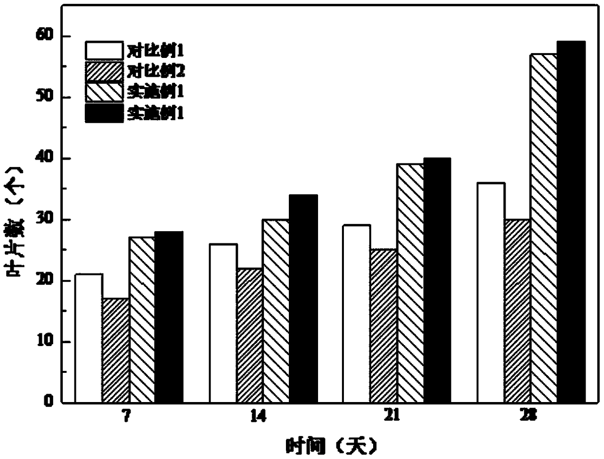 Compound microbial agent for controlling powdery mildew of Euonymus japonicus