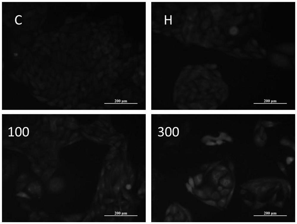 Hypoglycemic application of ethanolic extract of soybean taro tuber