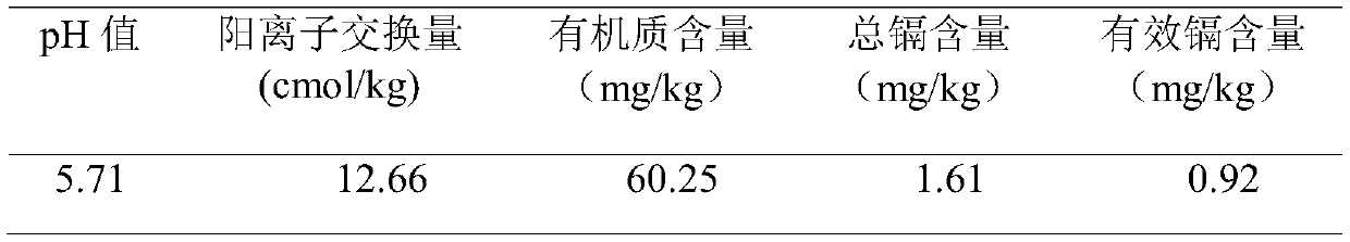 Method for remediating cadmium-contaminated soil by utilizing solanum nigrum and corn intercropping plants