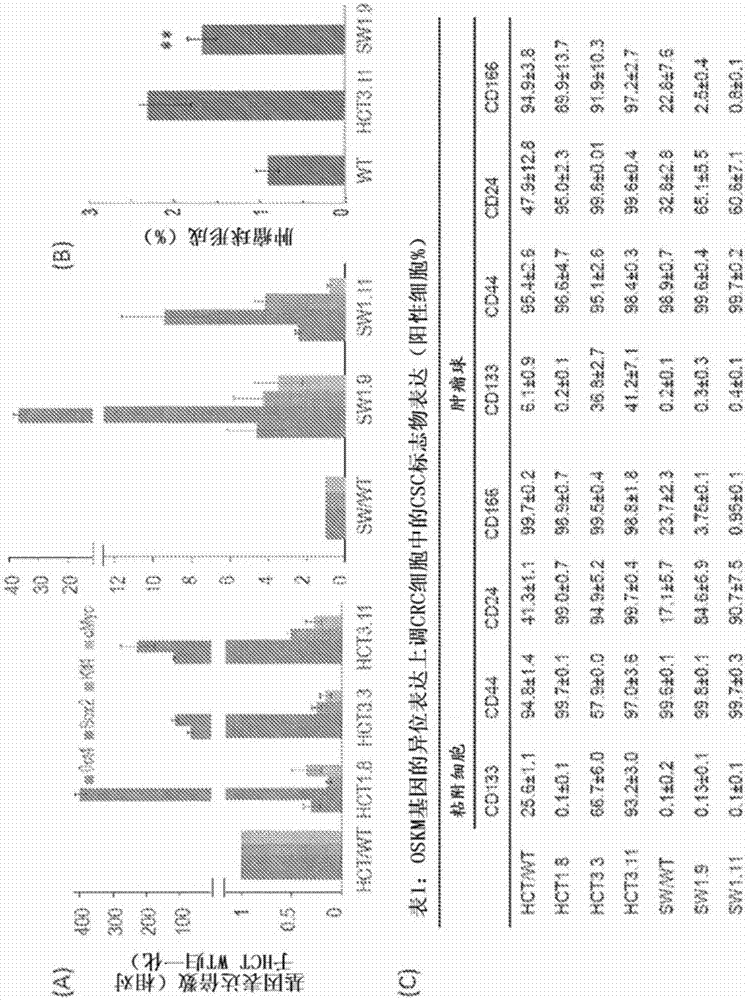 A method to up-regulate cancer stem cell markers for the generation of antigen specific cytotoxic effector T cells