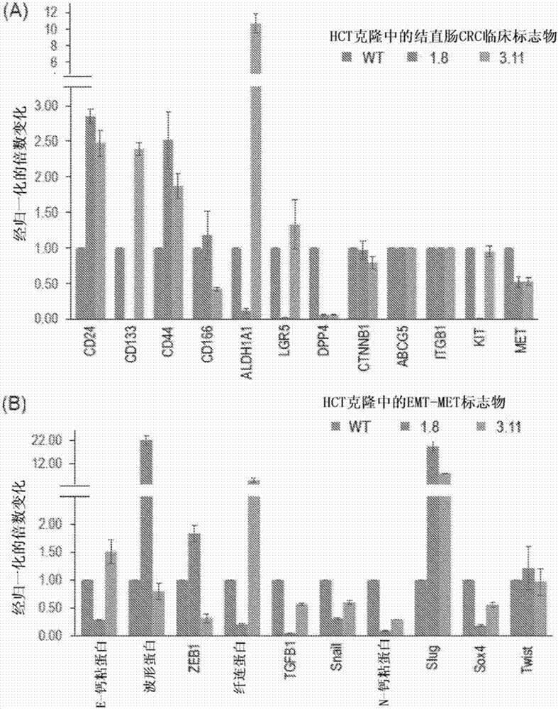 A method to up-regulate cancer stem cell markers for the generation of antigen specific cytotoxic effector T cells