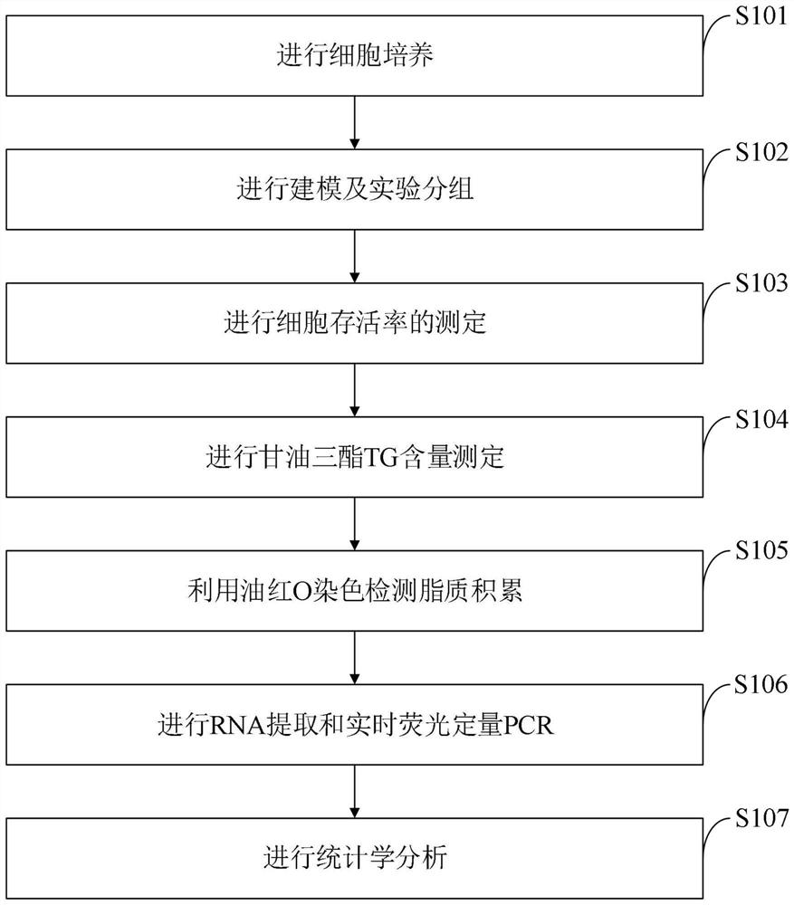 Metabolism-related fatty liver disease in-vitro cell model and construction method thereof