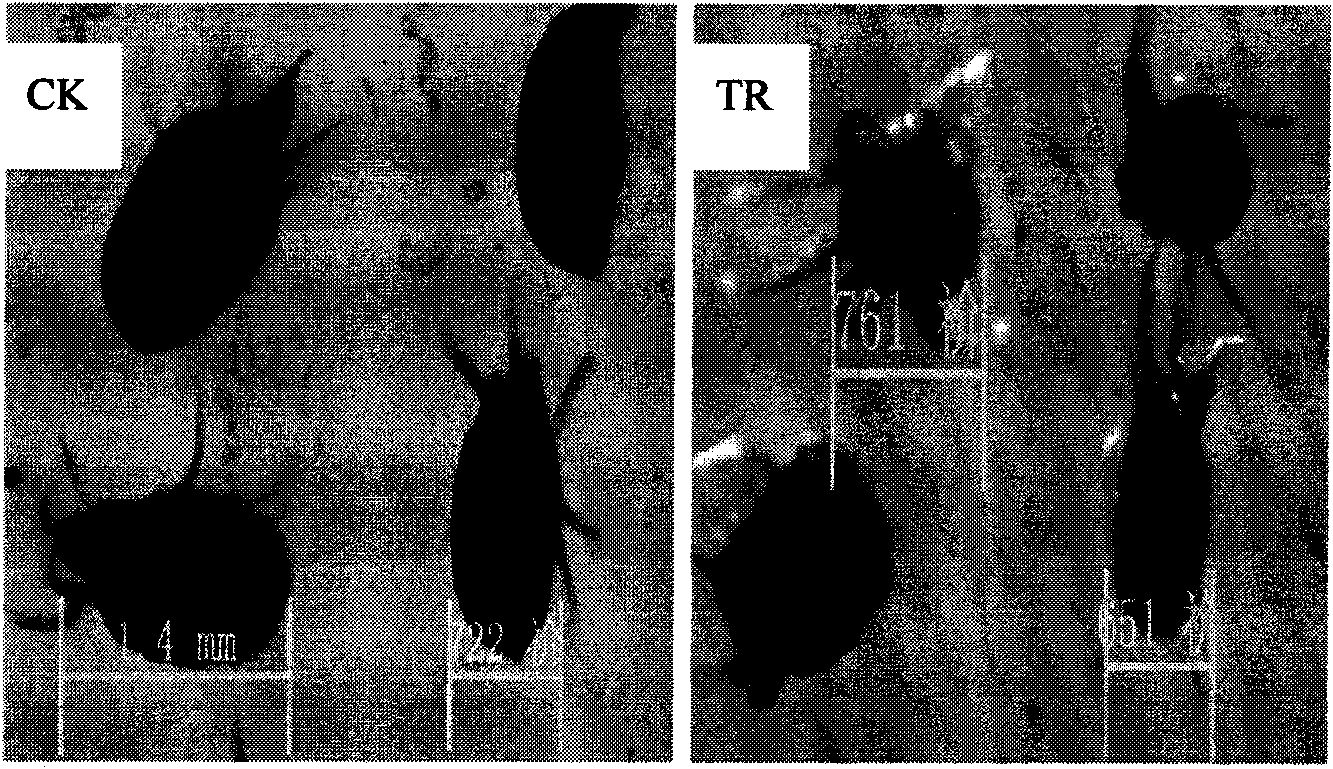 Inula flower extractive and preparation method and application thereof