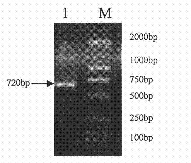 Recombinant adenovirus expressing mycoplasma hyopneumoniae P102 protein and applications thereof