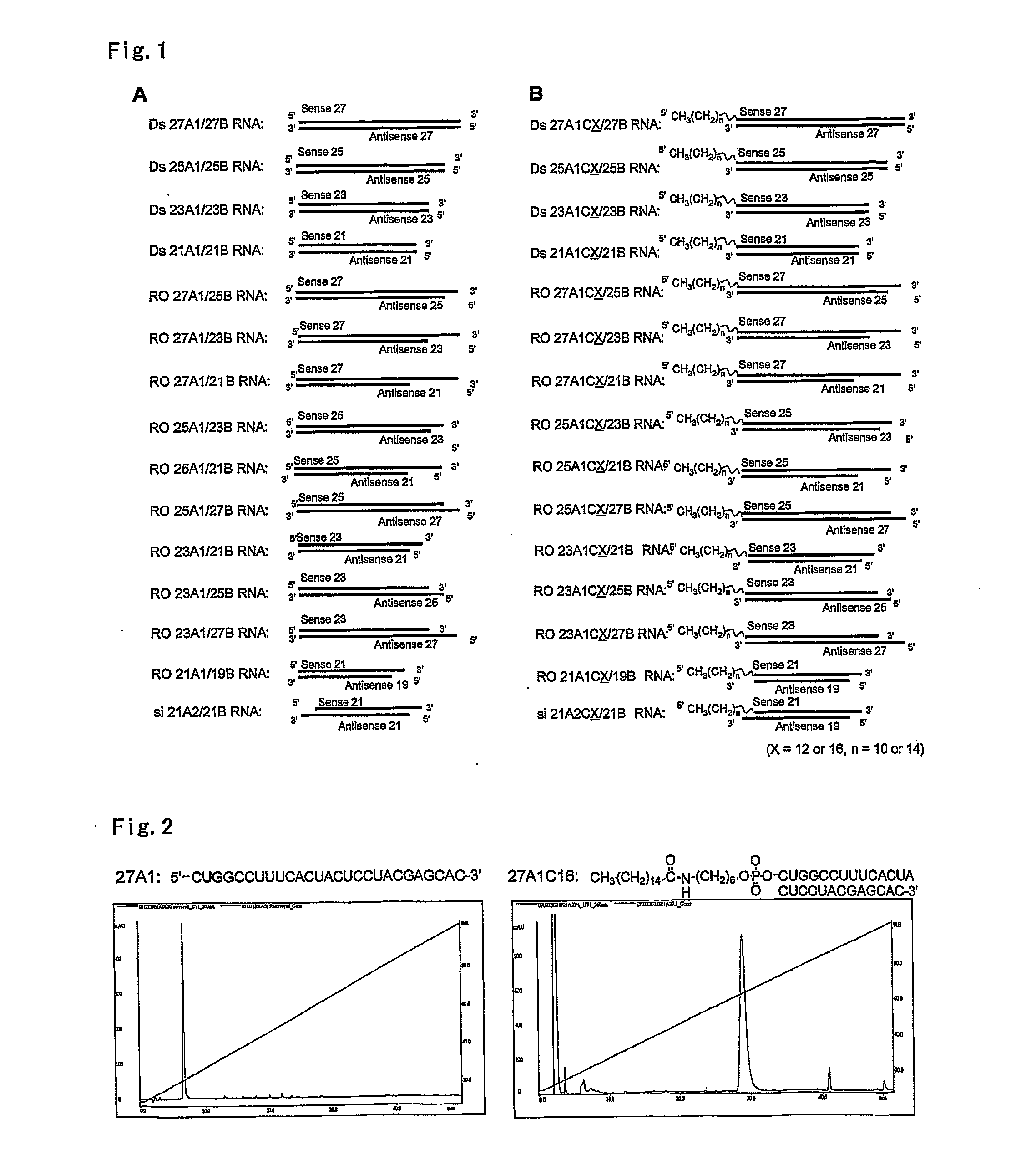 Lipid-modified double-stranded RNA having potent RNA interference effect