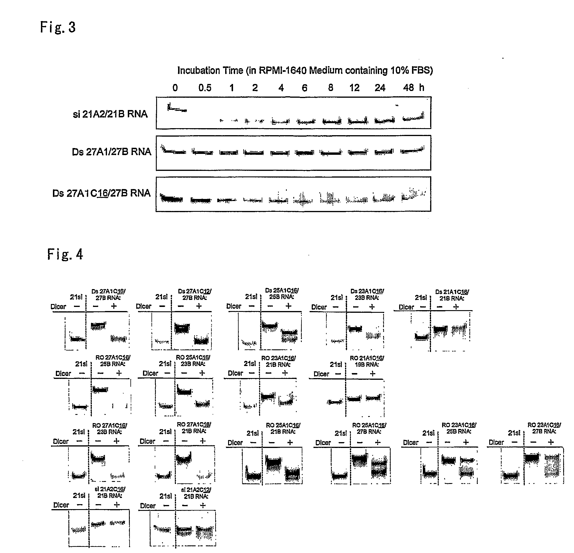 Lipid-modified double-stranded RNA having potent RNA interference effect