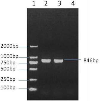 Bivalent freeze-dried egg yolk antibody for infectious feline rhinitis-conjunctivitis and feline panleukopenia and preparation and application thereof