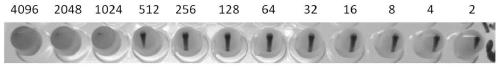 Bivalent freeze-dried egg yolk antibody for infectious feline rhinitis-conjunctivitis and feline panleukopenia and preparation and application thereof