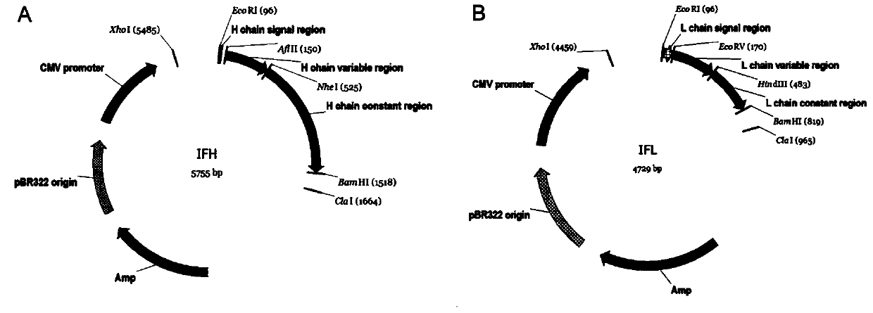 Humanized antibody for resisting avian influenza H5N1 hemagglutinin antigen, and preparation method and application thereof