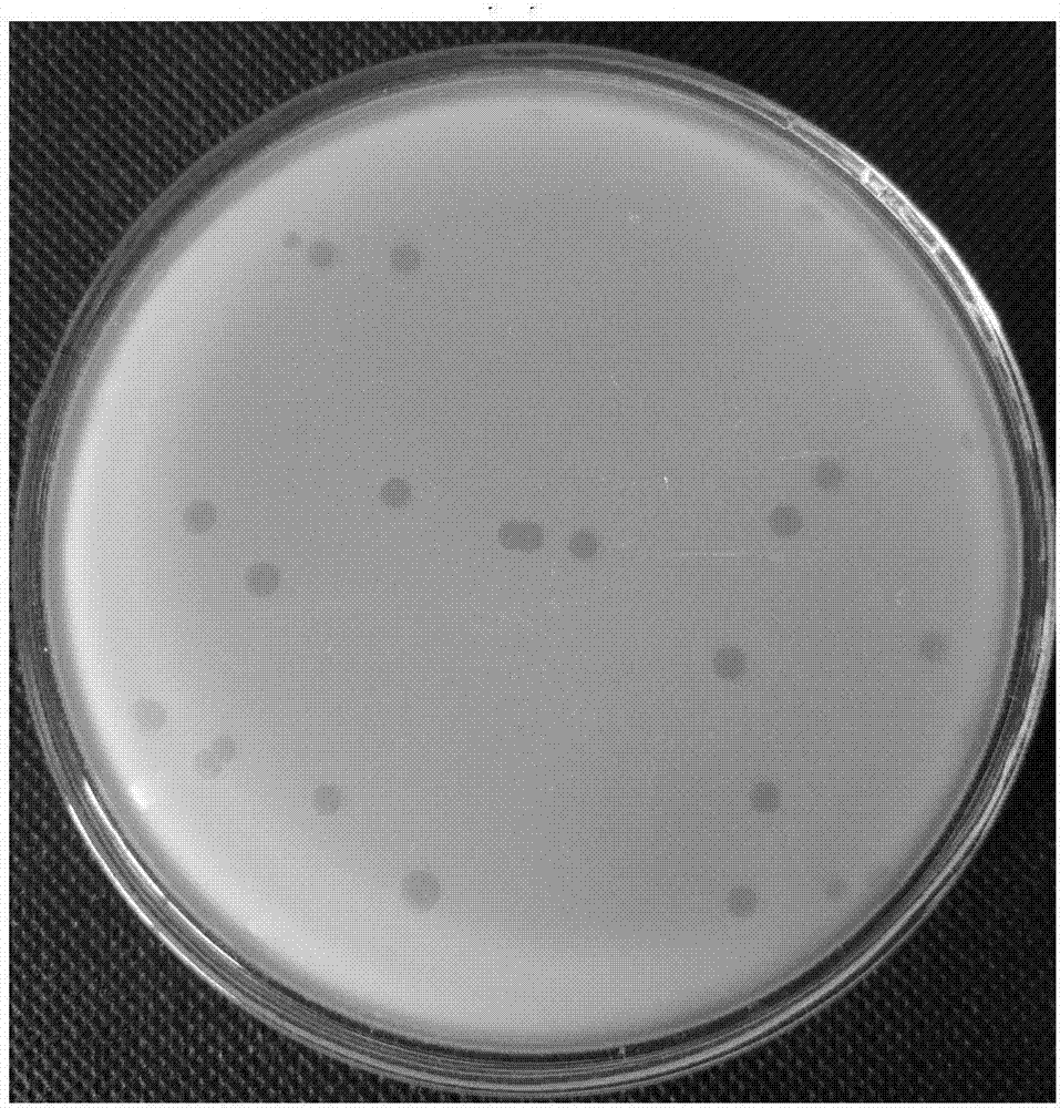 Application of magnesium ion promoting marine bdellovibrio lipidosome