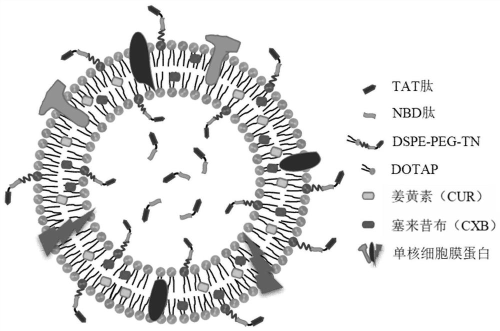 Bionic nano-drug for preventing and treating aortic dissection and preparation method thereof