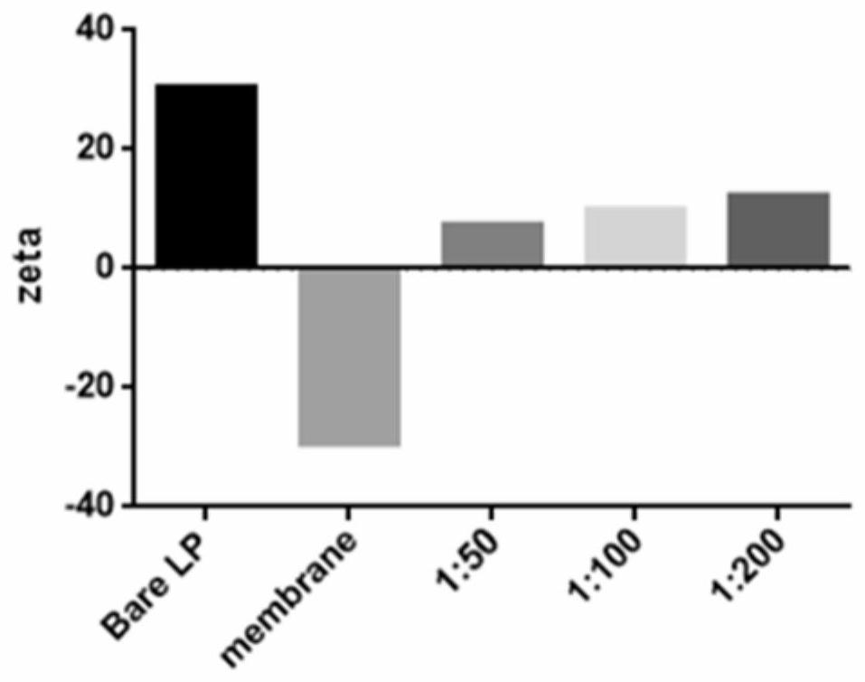 Bionic nano-drug for preventing and treating aortic dissection and preparation method thereof