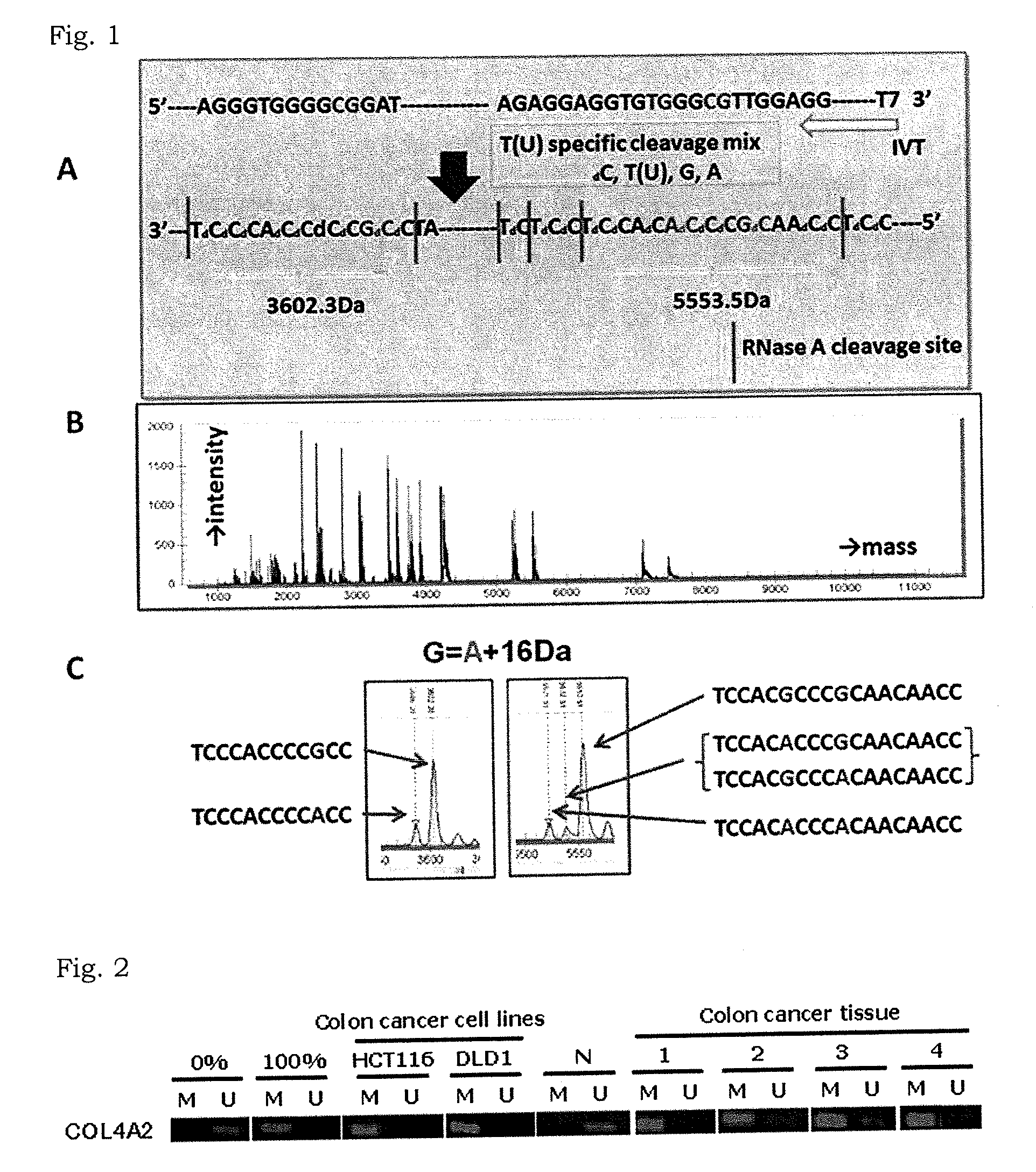 Methylation analysis to determine the presence of cancer cells