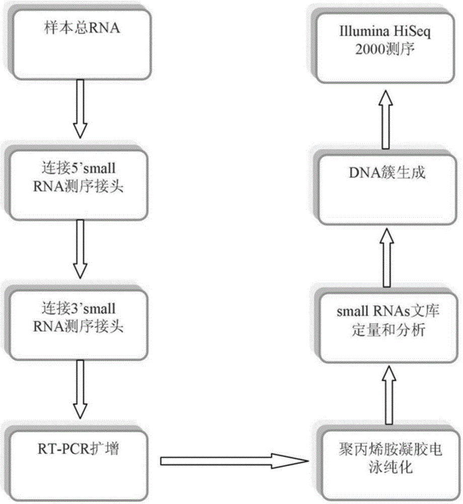 Acute myeloid leukemia miRNA and transcription factor model and construction method and application thereof