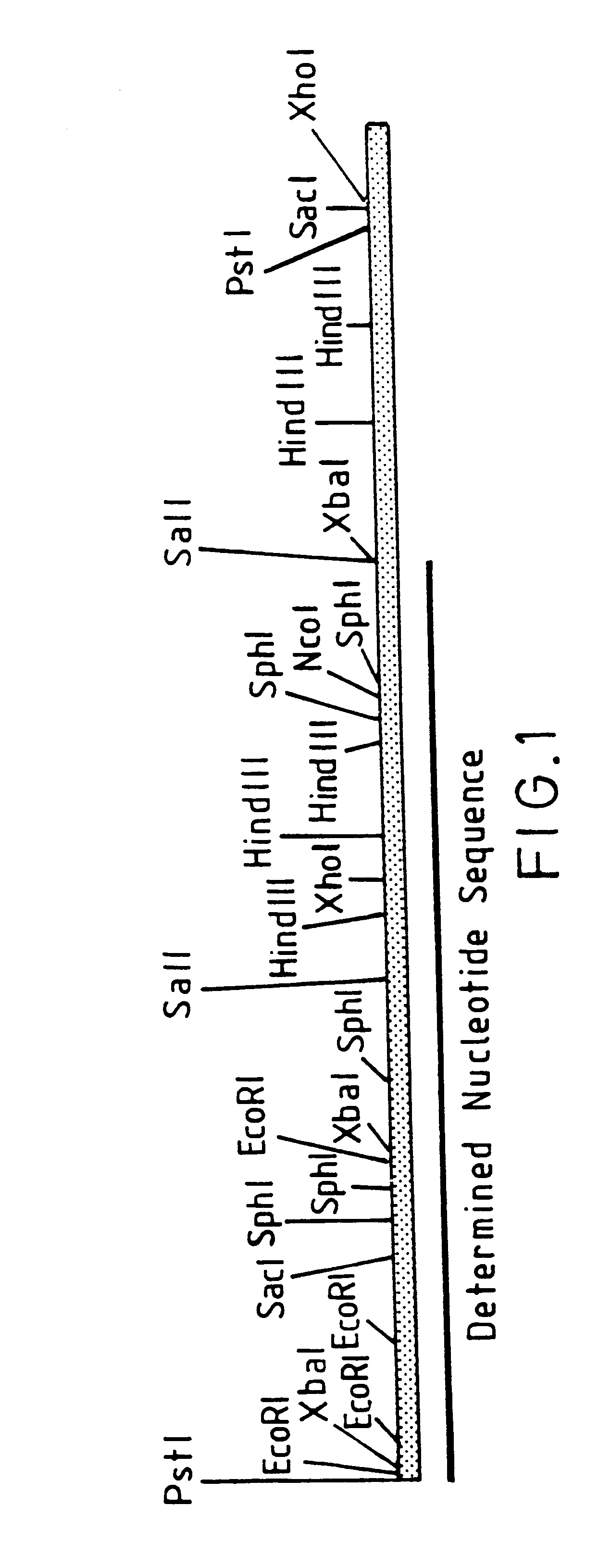 Expression systems utilizing autolyzing fusion proteins and a novel reducing polypeptide