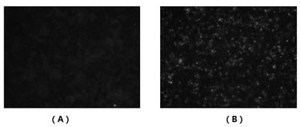 Recombinant prrsv virus-like particle antigen-antibody complex and preparation method thereof