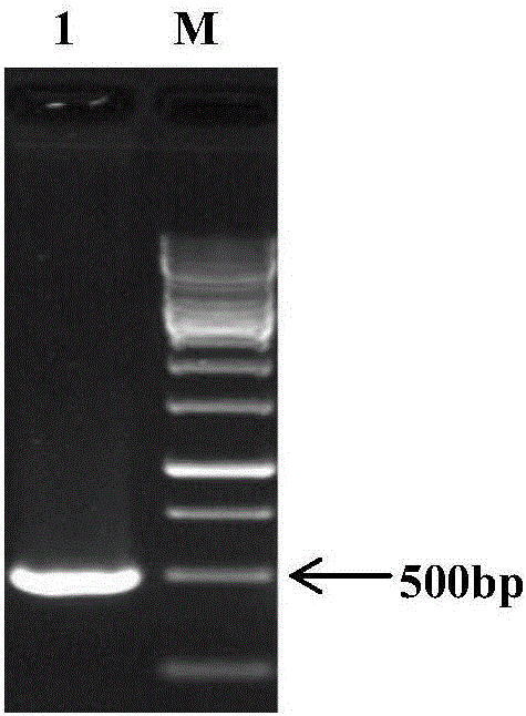 Serum type 4 fowl adenovirus inactivated vaccine and preparation method thereof