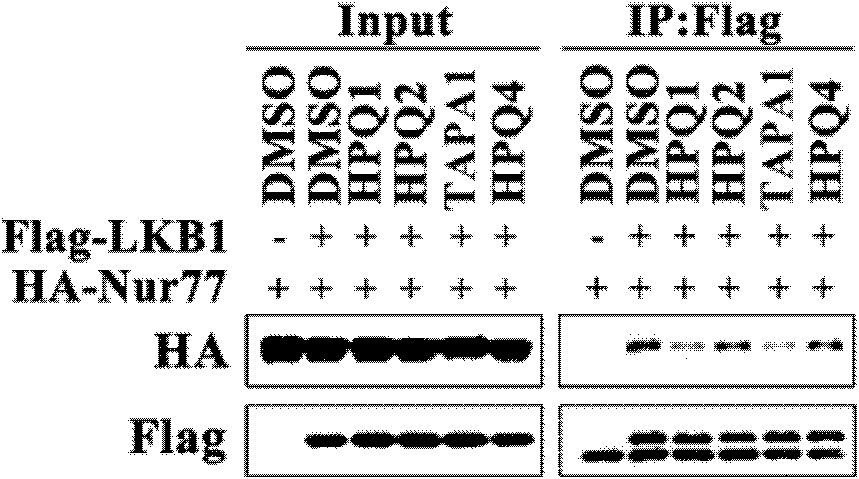 Antidiabetic medicament screening method using Nur77-LKB1 interaction as target point