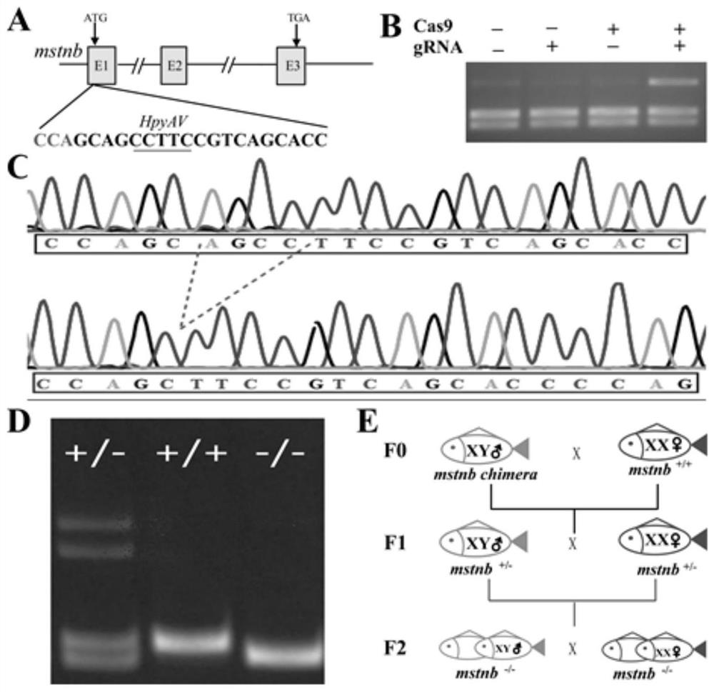 Establishment method of Nile tilapia mstnb homozygous knockout line and rapid growth line obtained by same