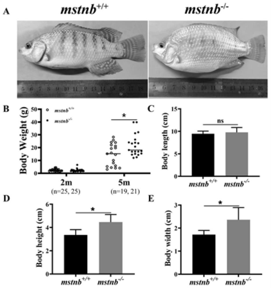 Establishment method of Nile tilapia mstnb homozygous knockout line and rapid growth line obtained by same