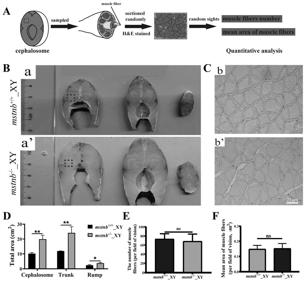 Establishment method of Nile tilapia mstnb homozygous knockout line and rapid growth line obtained by same