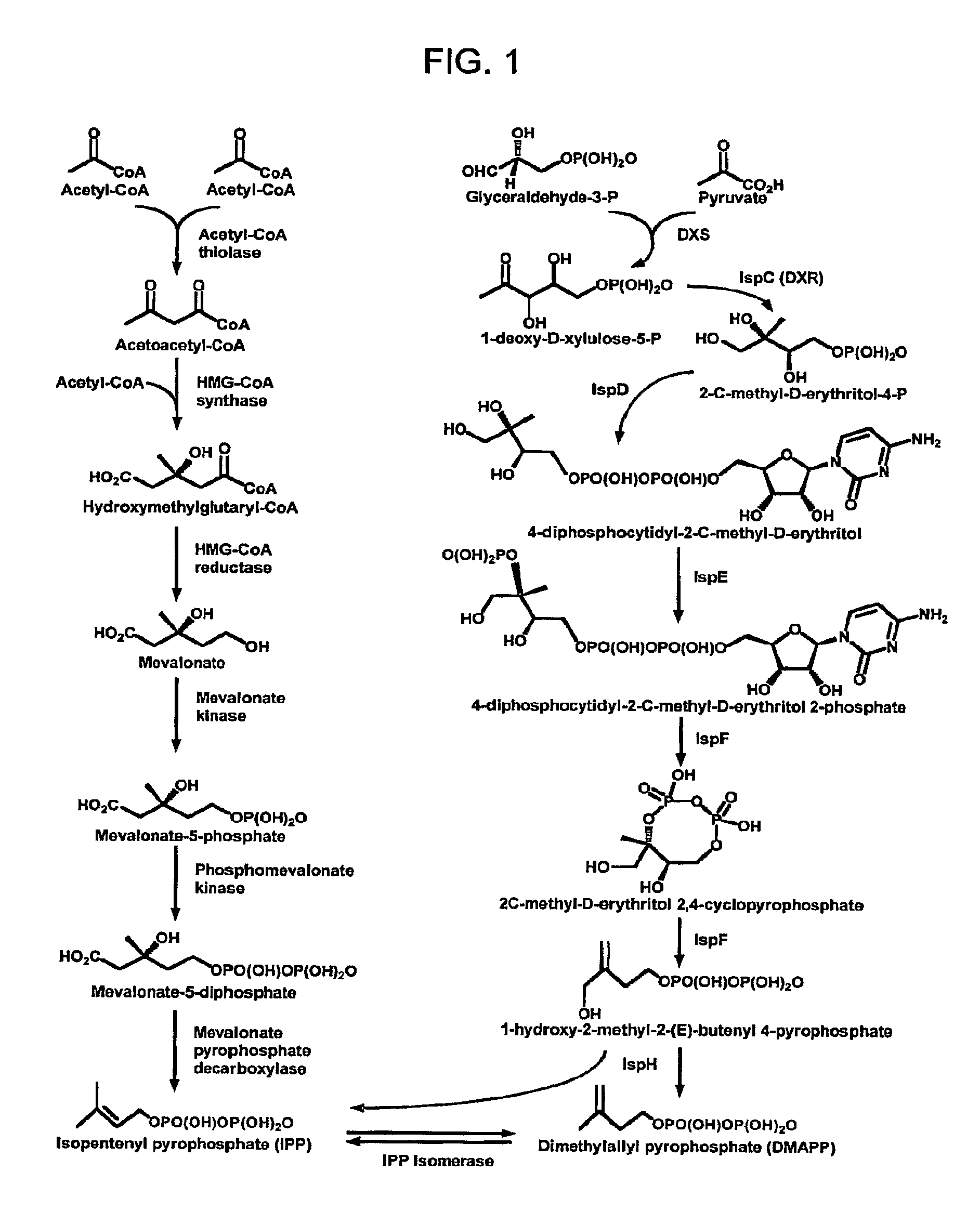 Methods for increasing isoprenoid and isoprenoid precursor production by modulating fatty acid levels