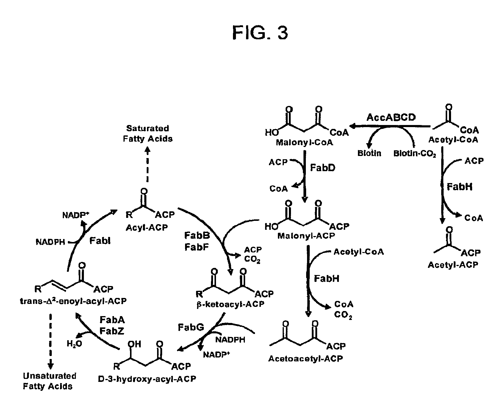 Methods for increasing isoprenoid and isoprenoid precursor production by modulating fatty acid levels