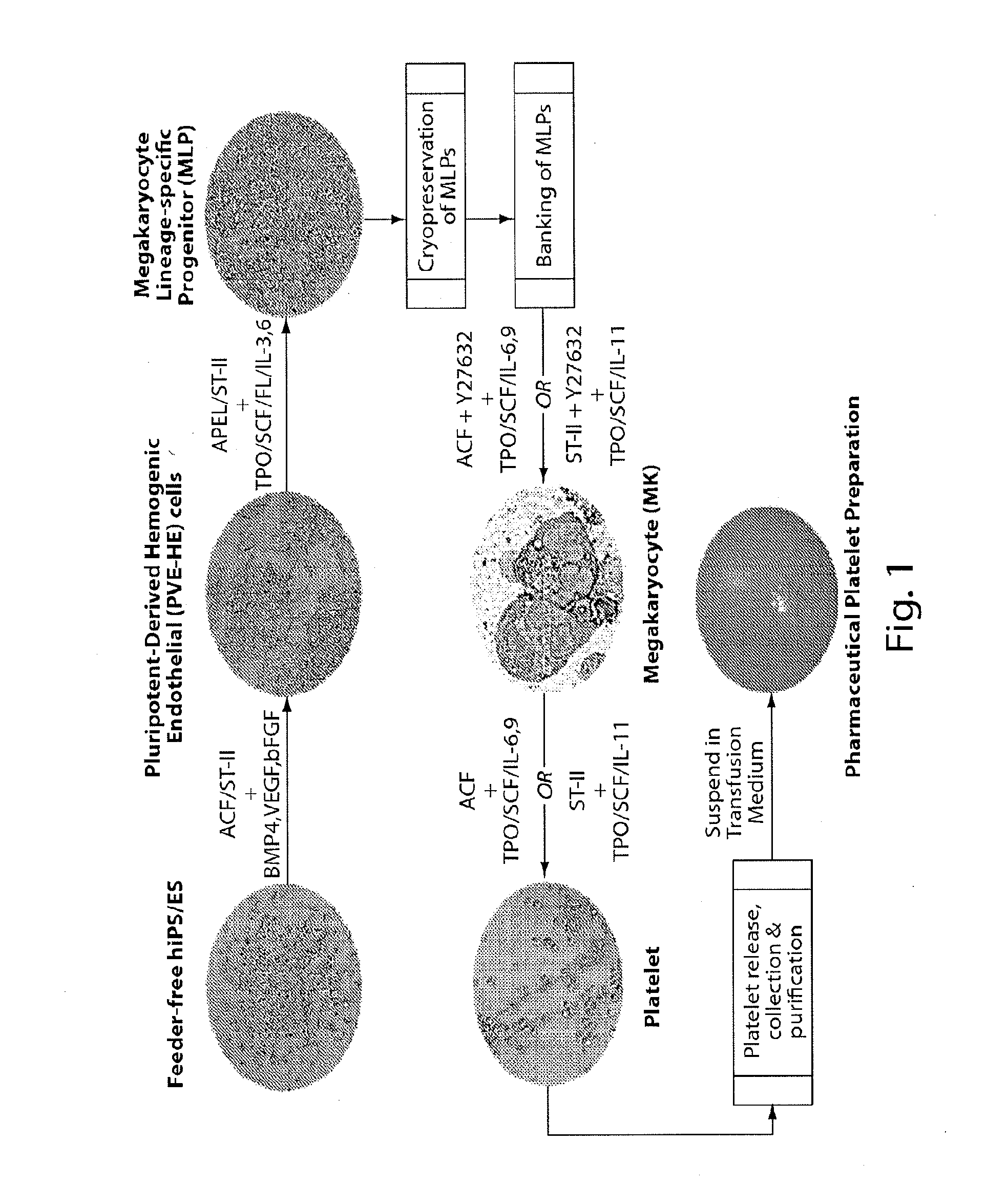 Methods for production of platelets from pluripotent stem cells and compositions thereof