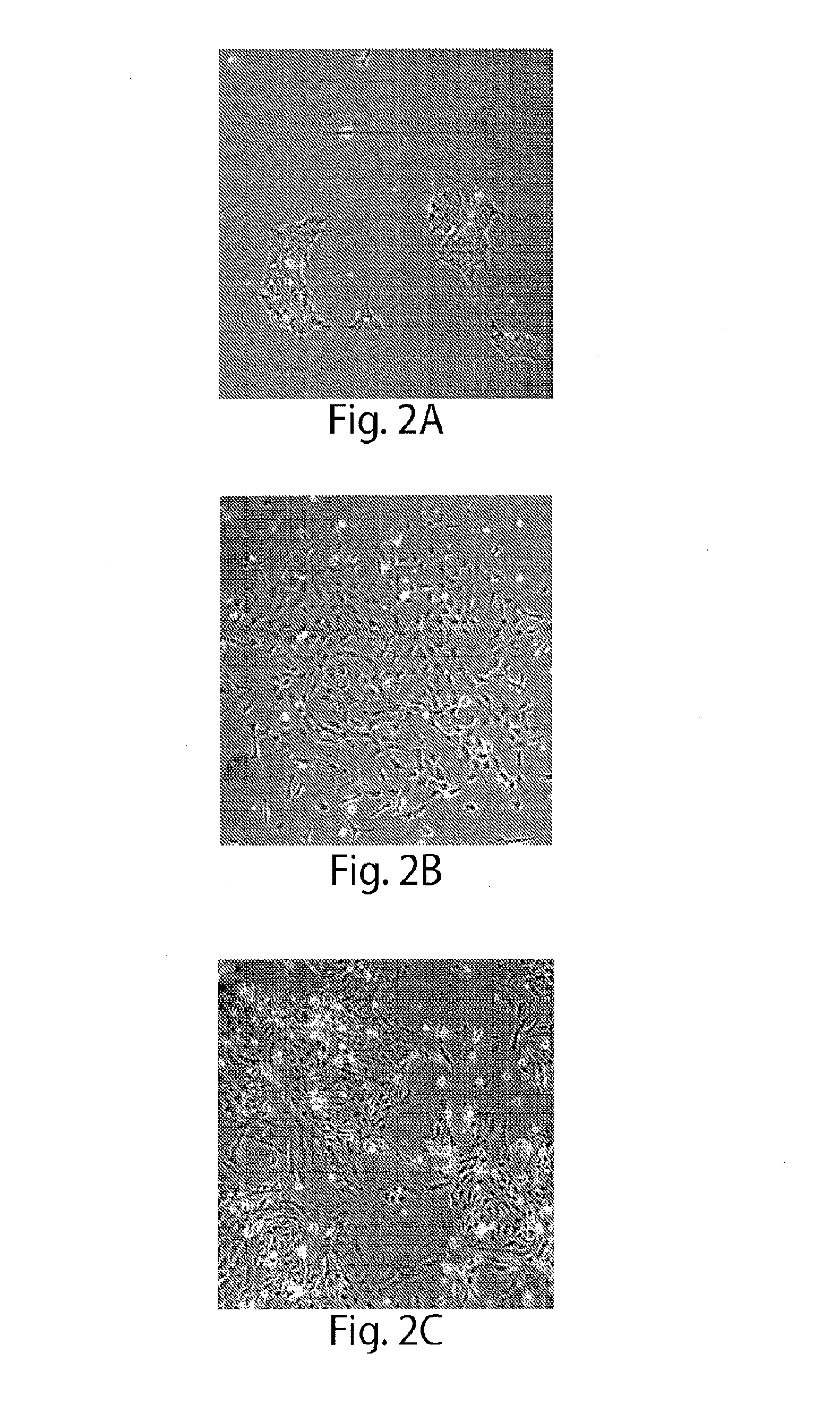 Methods for production of platelets from pluripotent stem cells and compositions thereof