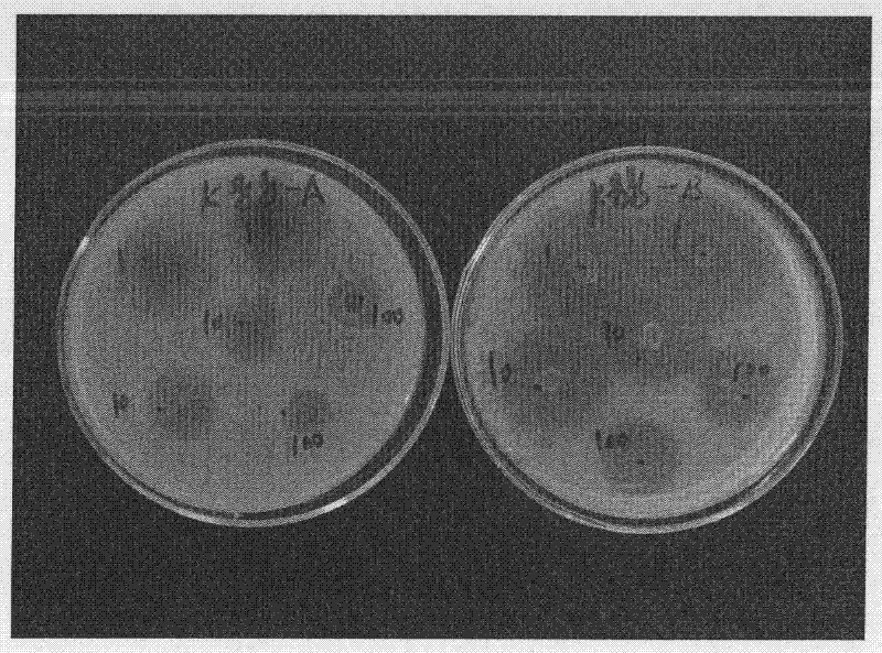 Veterinary synergic enrofloxacin injection and preparation method thereof