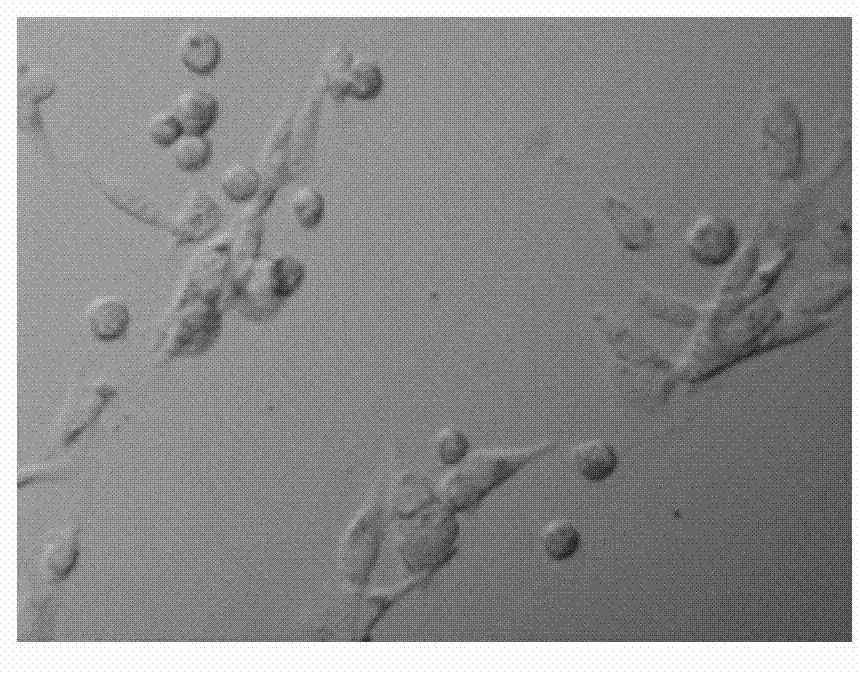 Material for promoting cell growth adhering to wall and preparation method of material