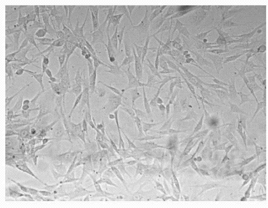 Material for promoting cell growth adhering to wall and preparation method of material