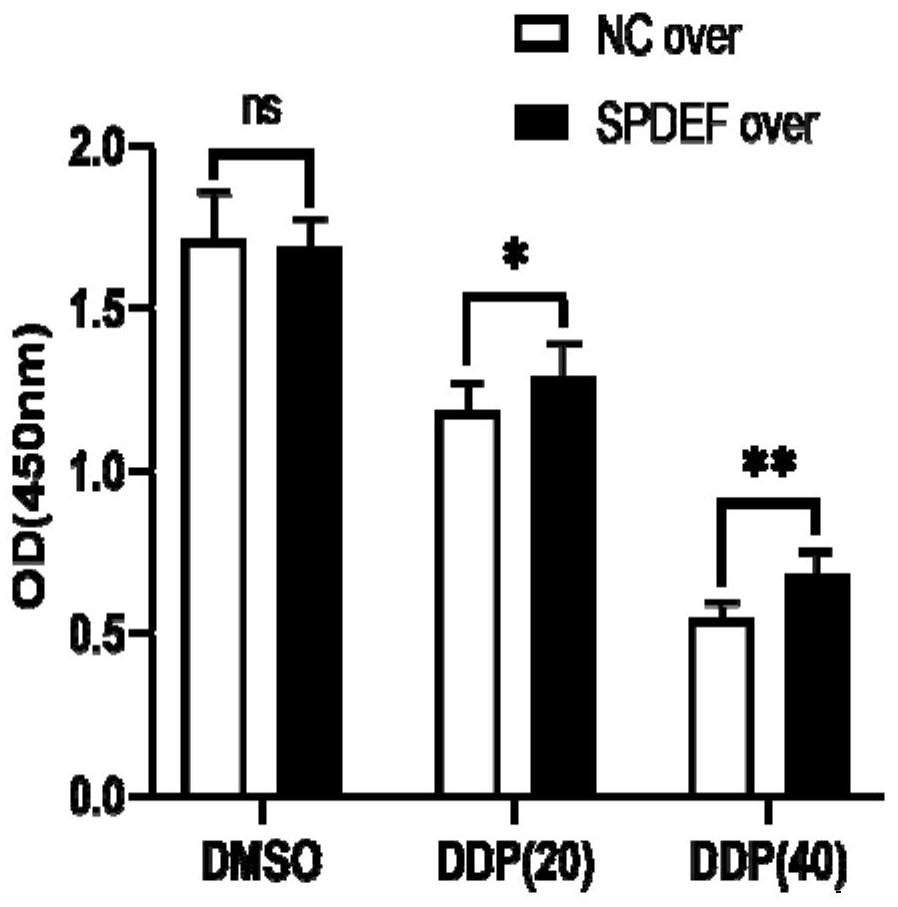 Application of SPDEF gene inhibitor in preparation of medicine for enhancing sensitivity of lung mucus adenocarcinoma cells to cis-platinum