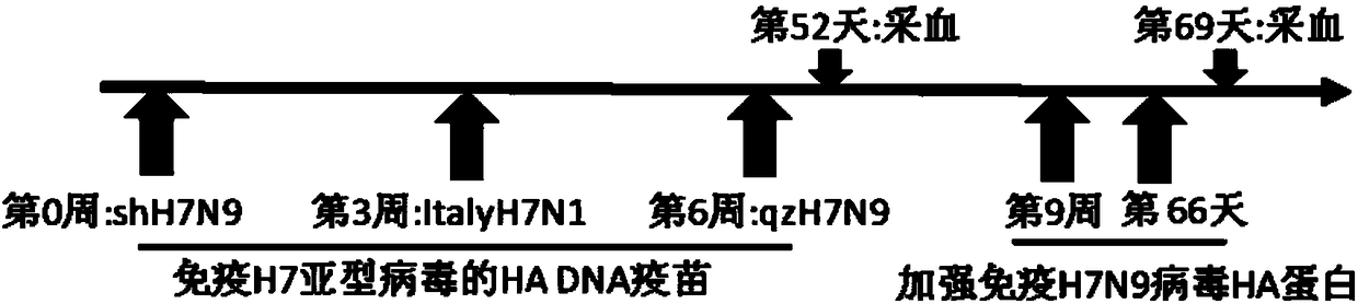 Neutralizing monoclonal antibodies for resisting H7N9 influenza virus