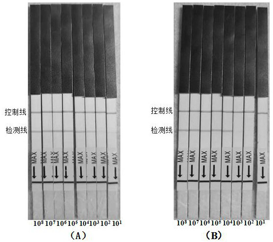 Universal rpa nucleic acid isothermal amplification primers, kits and applications for bivalve mollusk-infected herpes virus oshv-1