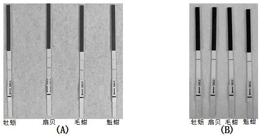 Universal rpa nucleic acid isothermal amplification primers, kits and applications for bivalve mollusk-infected herpes virus oshv-1