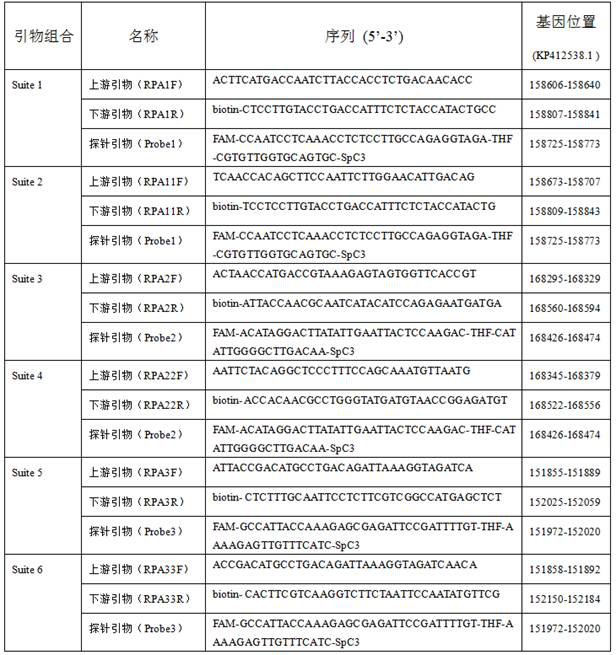 Universal rpa nucleic acid isothermal amplification primers, kits and applications for bivalve mollusk-infected herpes virus oshv-1