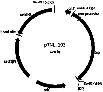 Method for randomly knocking out streptomyces genome DNA large fragment in vivo