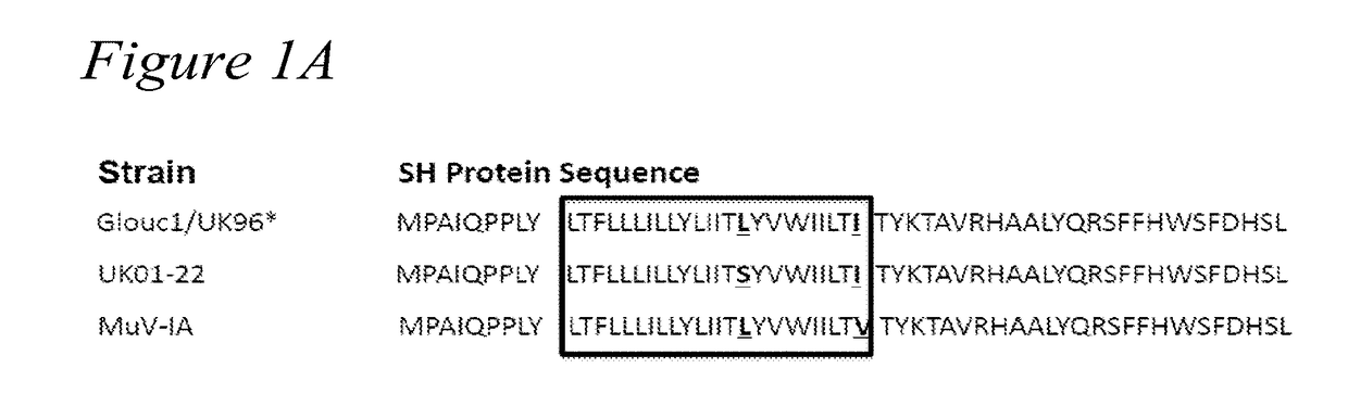 Recombinant mumps virus vaccine