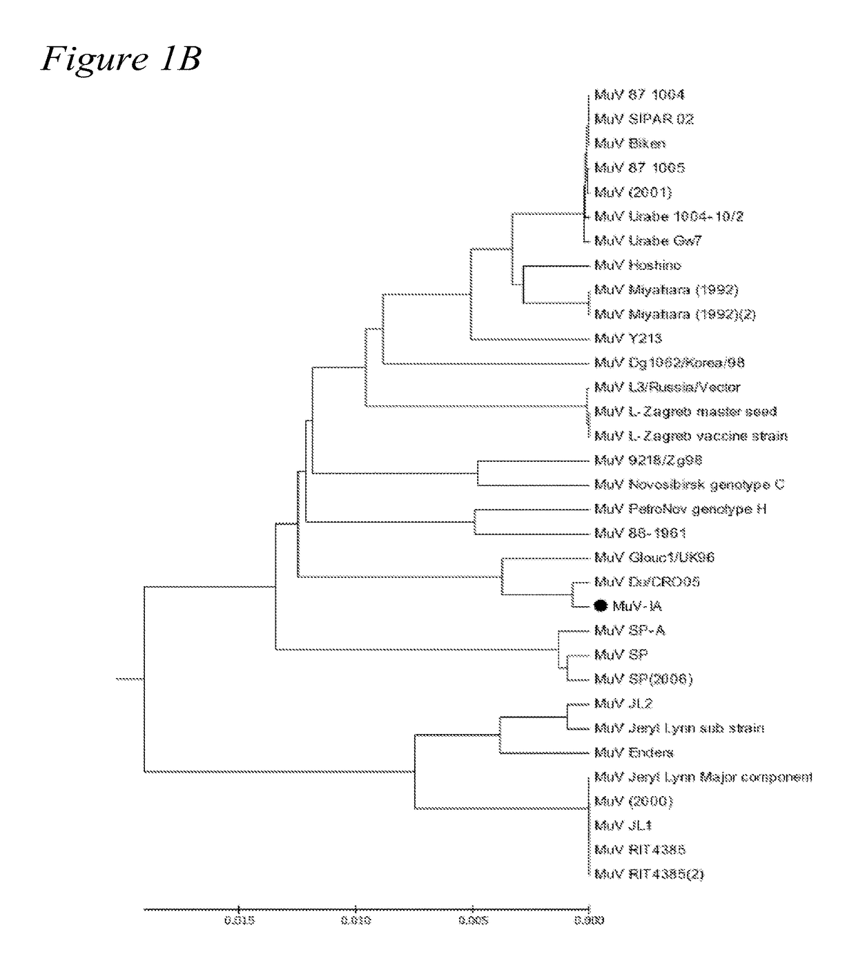 Recombinant mumps virus vaccine