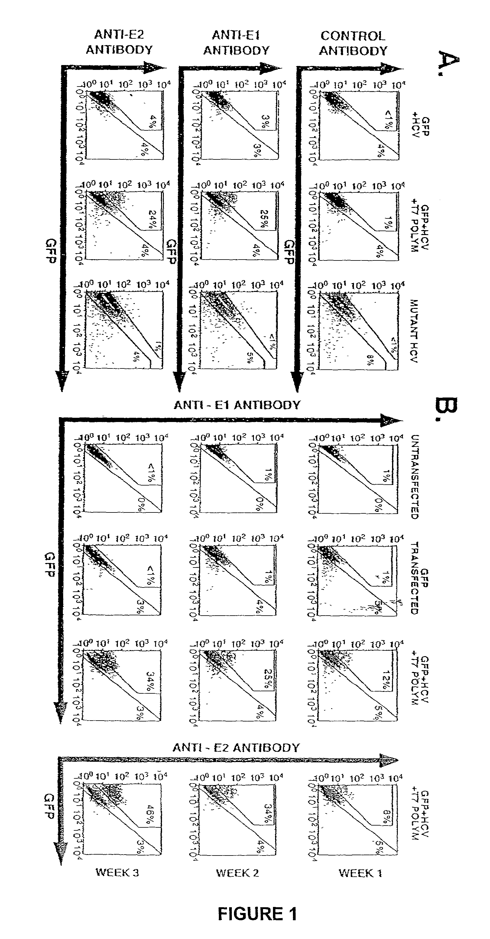 Cell culture system for synthesis of infectious hepatitis C virus