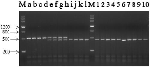 Molecular marker of wheat recessive nuclear male sterility mutant gene ms1 and application of molecular marker