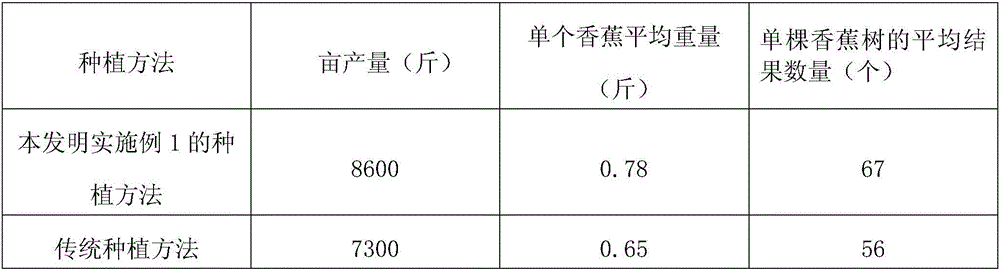 High-yield banana planting method