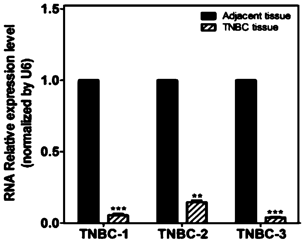 miR-506 targeting PENK gene of triple negative breast cancer cells and application of miR-506