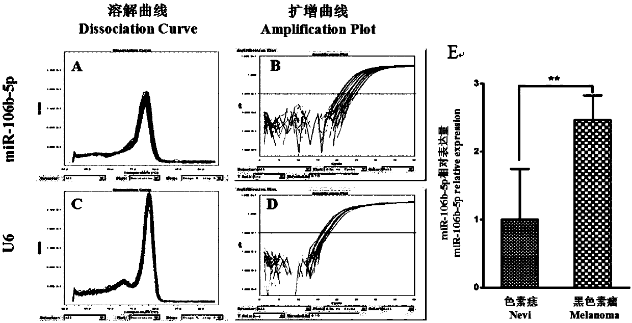 Construction method and application of human miR-106b-5p interference fragment